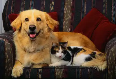 Кошки с собаками