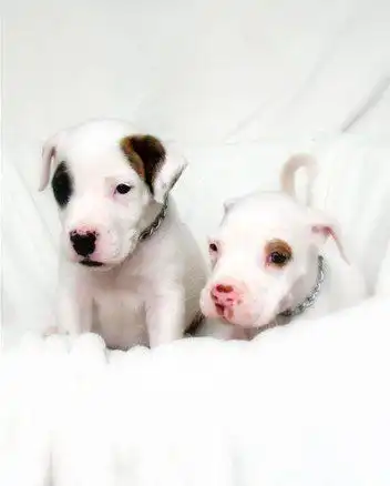 Пушистый позитивчик))))