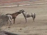 Поцелуй лошадей