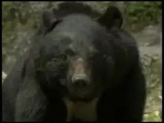 Медведь, "владеющий" кунг-фу.