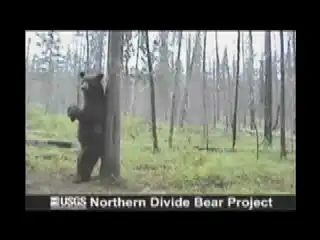 Медведь чешется.
