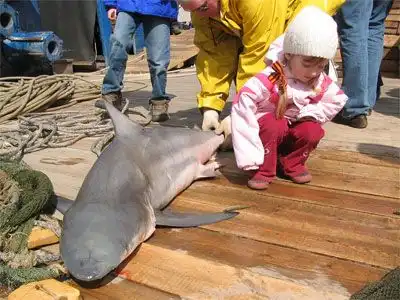 В Неве поймали настоящую акулу