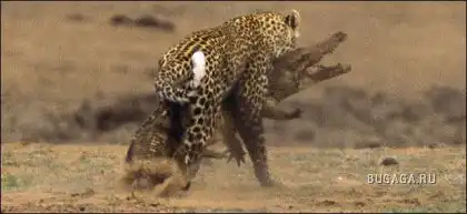 Леопард vs Крокодил