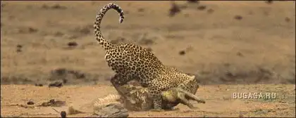 Леопард vs Крокодил