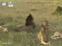 Поющие львы!
