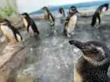 В жаркой Бразилии продолжается нашествие унесенных течением пингвинов: жители разбирают их по домам