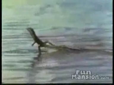 Ящерица, бегущая по воде.