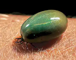 Пожиратель мозга