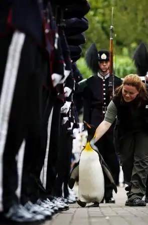 Королевский пингвин возведен в рыцарское звание