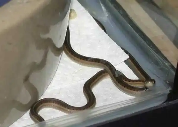 Как происходят роды у змеи