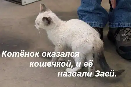 История одной кошки.