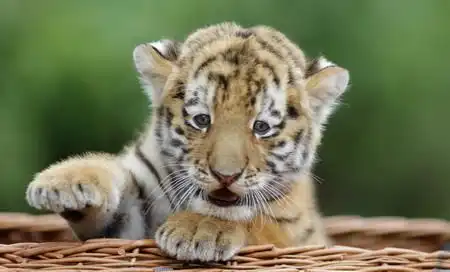Жителям Берлина представили детеныша сибирского тигра