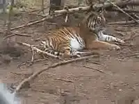 Забавная атака тигра