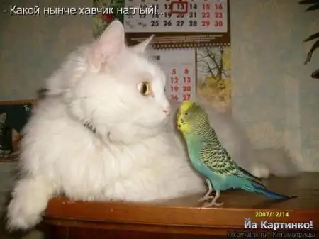 Прикольные попугайчики