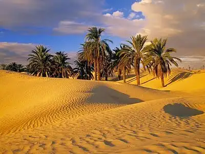 Оазисы в пустыне