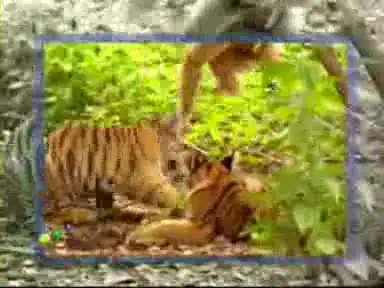 Обезьяна мучает тигров