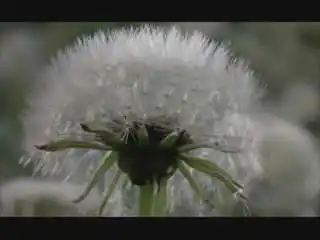 Очень красивый ролик про насекомых, растения и вообще природу