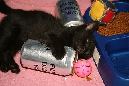Коты-пьяницы