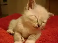 Засыпающий котенок