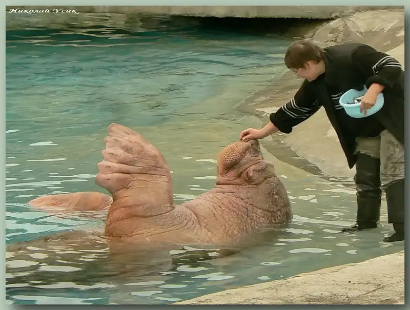Тихоокеанский морж - чудо Московского зоопарка