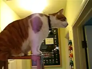 Забавный кот на лестнице