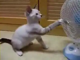 Котёнок и вентилятор