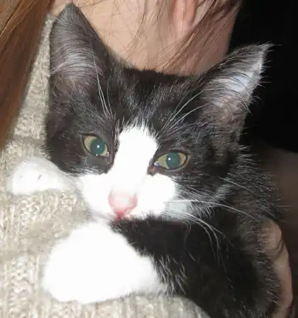 Котёнок Робин