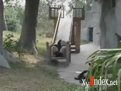 Панда катается с горки