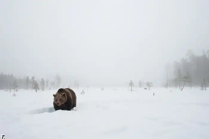 Жизнь медвежьей семьи