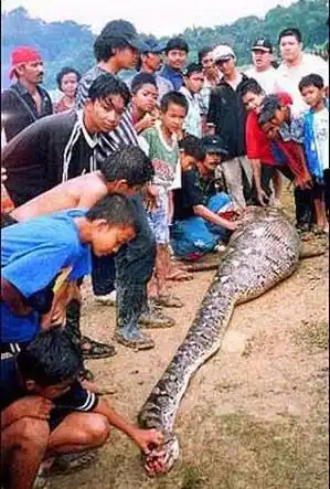 Жертва анаконды