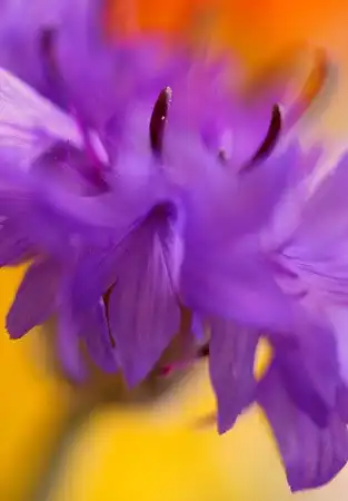 Нежные и необычные фотографии цветов