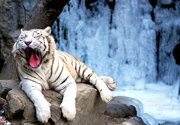 Белый тигр - блондин с голубыми глазами