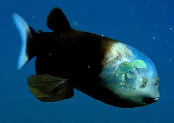 Рыба - прозрачная голова