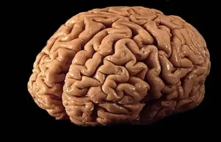 5 малоизвестных фактов о нашем мозге