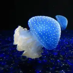Медузы: шевелящаяся слизь или нежные зонтики?