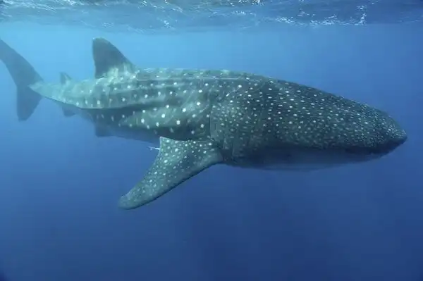 Китовая акула.