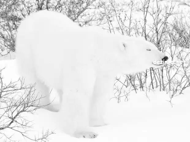 Белые животные на снегу.