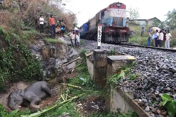 Поезд сбил слоненка.