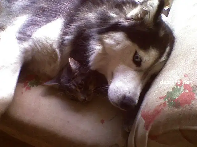 Очень выразительный пёсик.