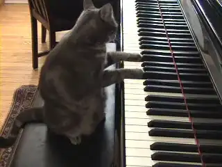 Кот пианист. Душевно играет.