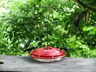 Колибри на водопое
