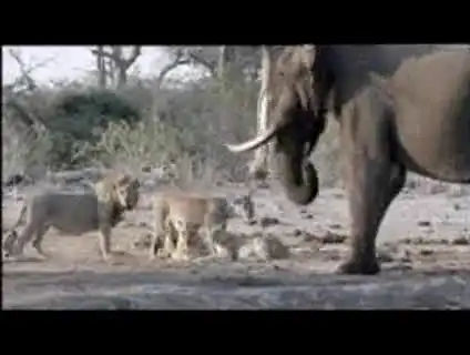 Слоны и львы - противостояние