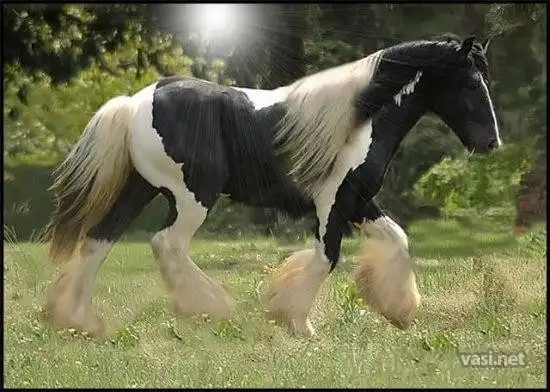Цыганская легенда с берегов Альбиона, Редкая и очень красивая порода лошадей.
