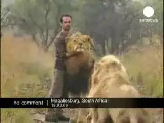 Человек резвится со львами