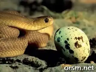 Змея ест яйцо. Жесть