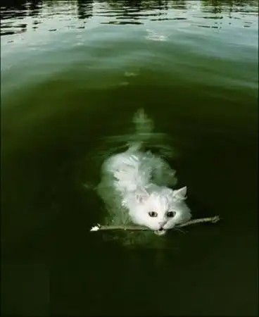 Мокрые кошки (17 фото)