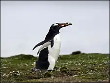 Пингвинов берут под охрану снайперы