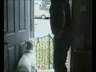 Собака и дверь