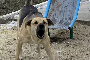 Бешеные собаки