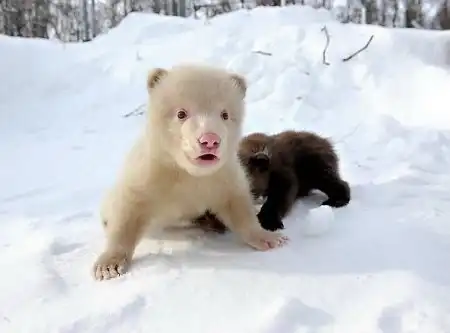 Медвеженок-альбинос